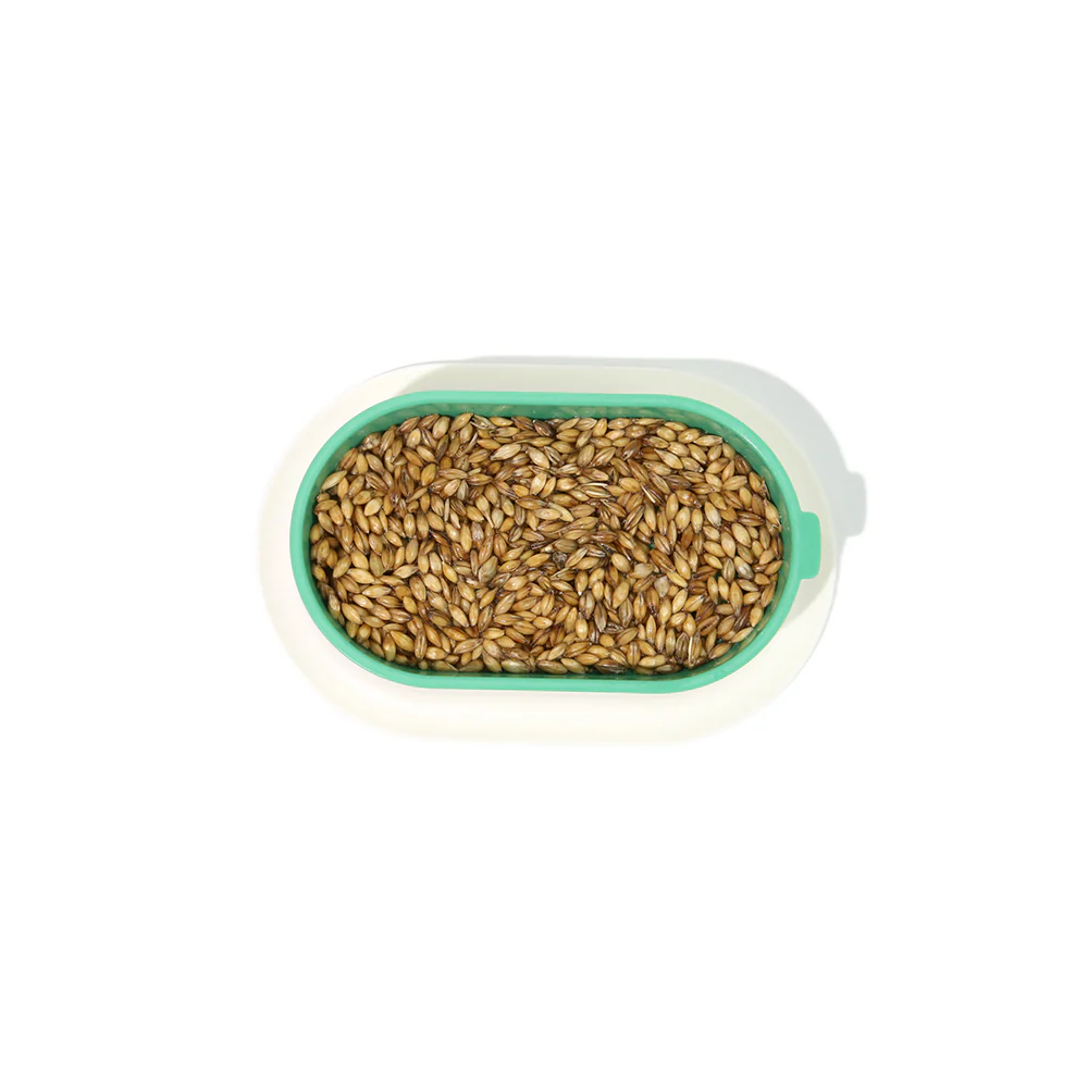 ZODIAC Soilless Wheatgrass Growing Kit - Yellow - Image 16