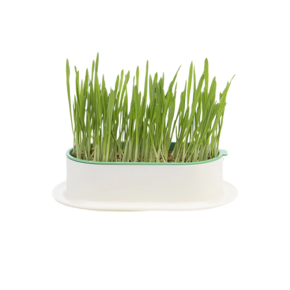 ZODIAC Soilless Wheatgrass Growing Kit - Yellow - Image 3