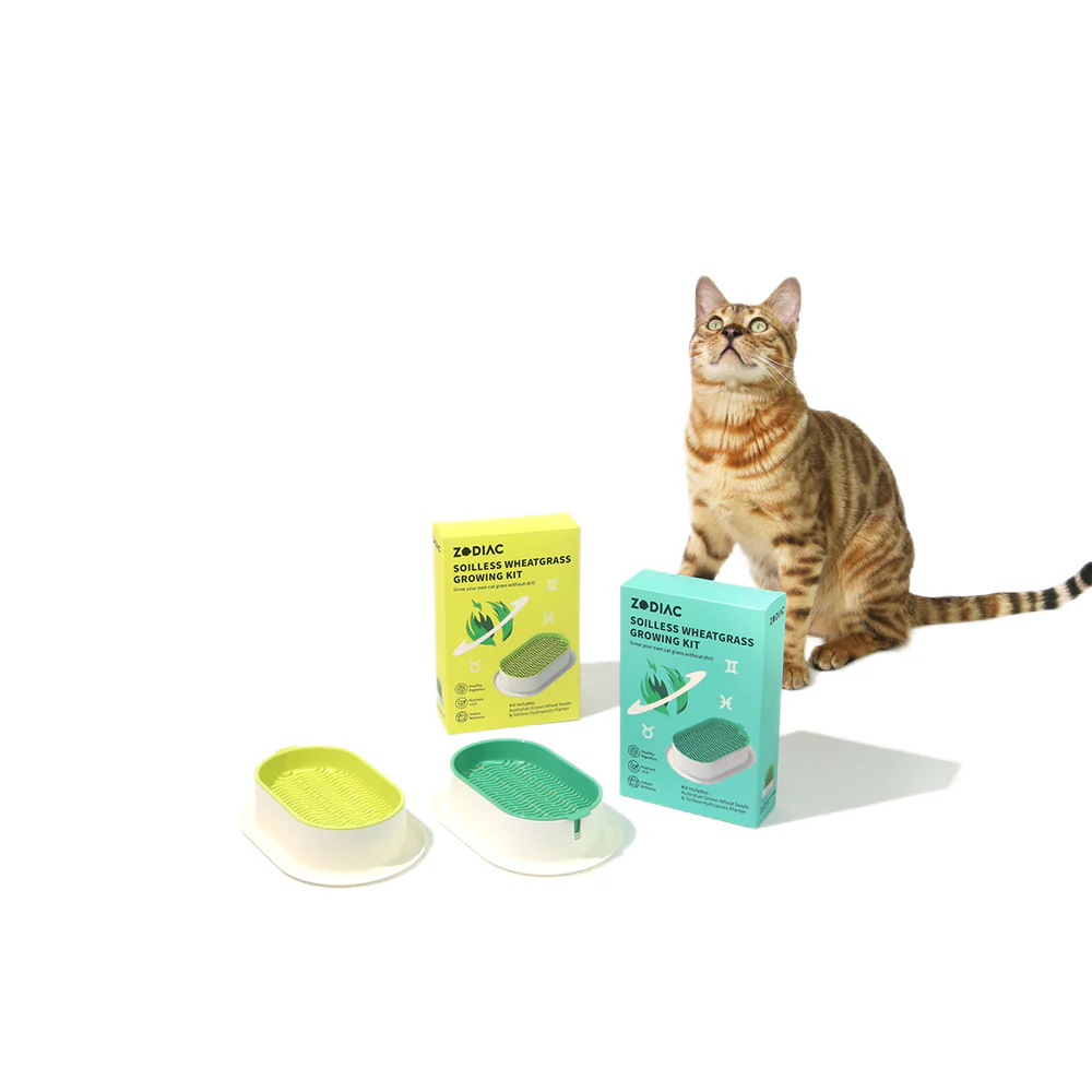 ZODIAC Soilless Wheatgrass Growing Kit - Yellow - Image 6